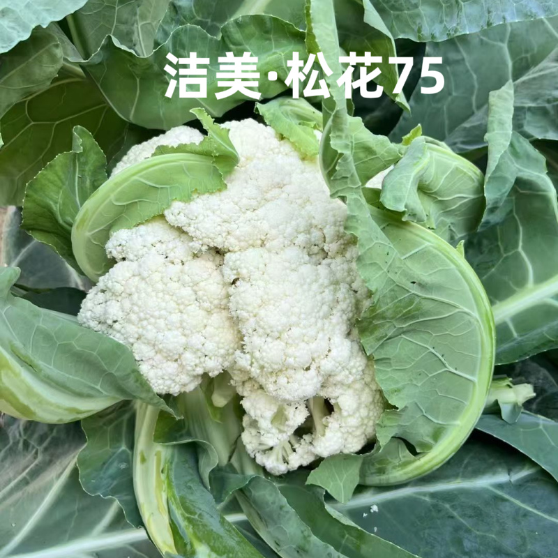 洁美松花75松花菜种子自覆免盖75天青梗小米粒春秋松花菜