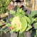 洁美松花75松花菜种子自覆免盖75天青梗小米粒春秋松花菜