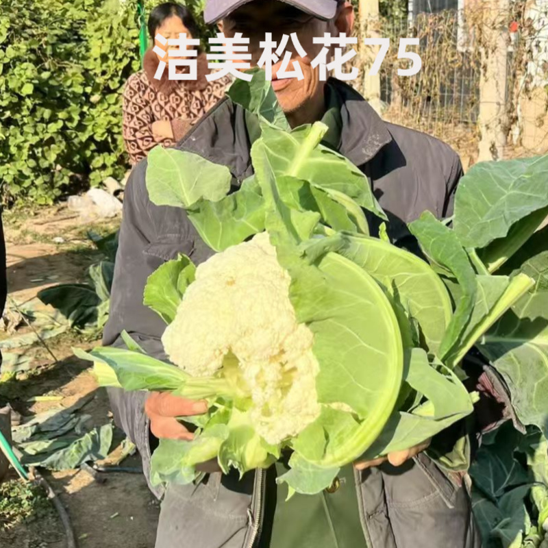 洁美松花75松花菜种子自覆免盖75天青梗小米粒春秋松花菜