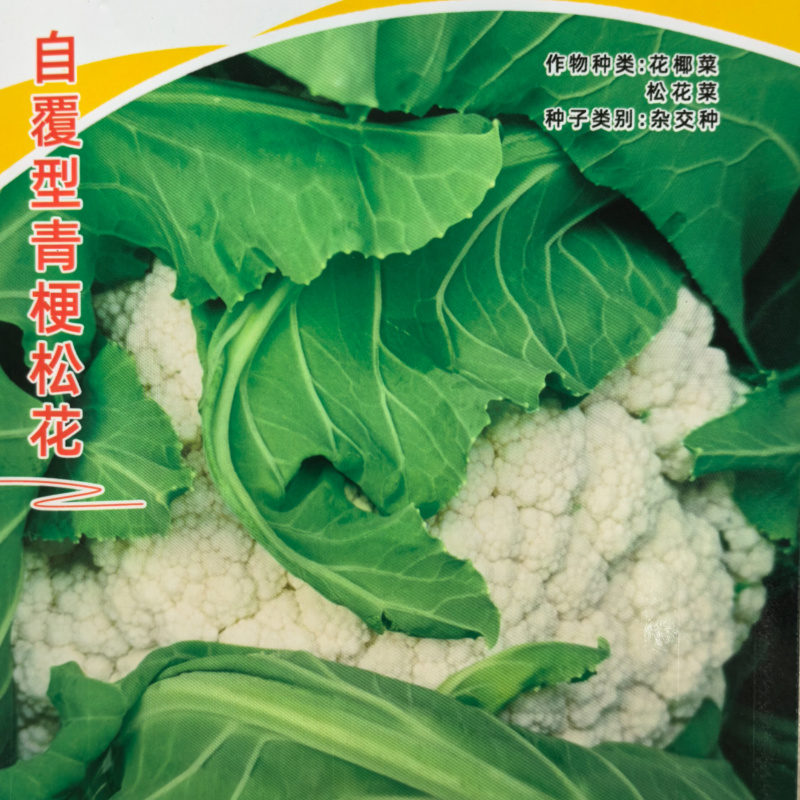 洁美松花75松花菜种子自覆免盖75天青梗小米粒春秋松花菜