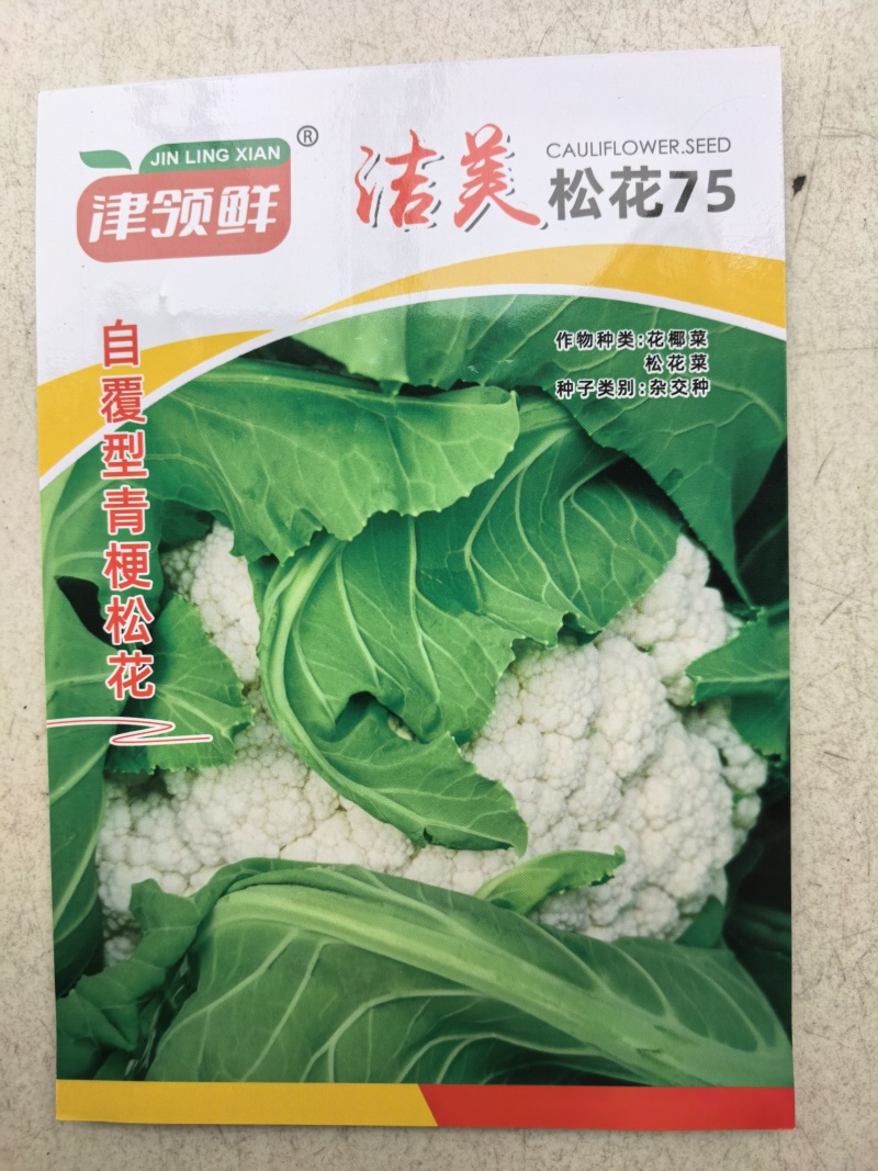 洁美松花75松花菜种子自覆免盖75天青梗小米粒春秋松花菜