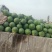 台前黄河滩龙卷风大西瓜个大皮薄甜度高龙卷风西瓜大量上市中