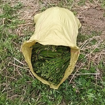 蕨菜