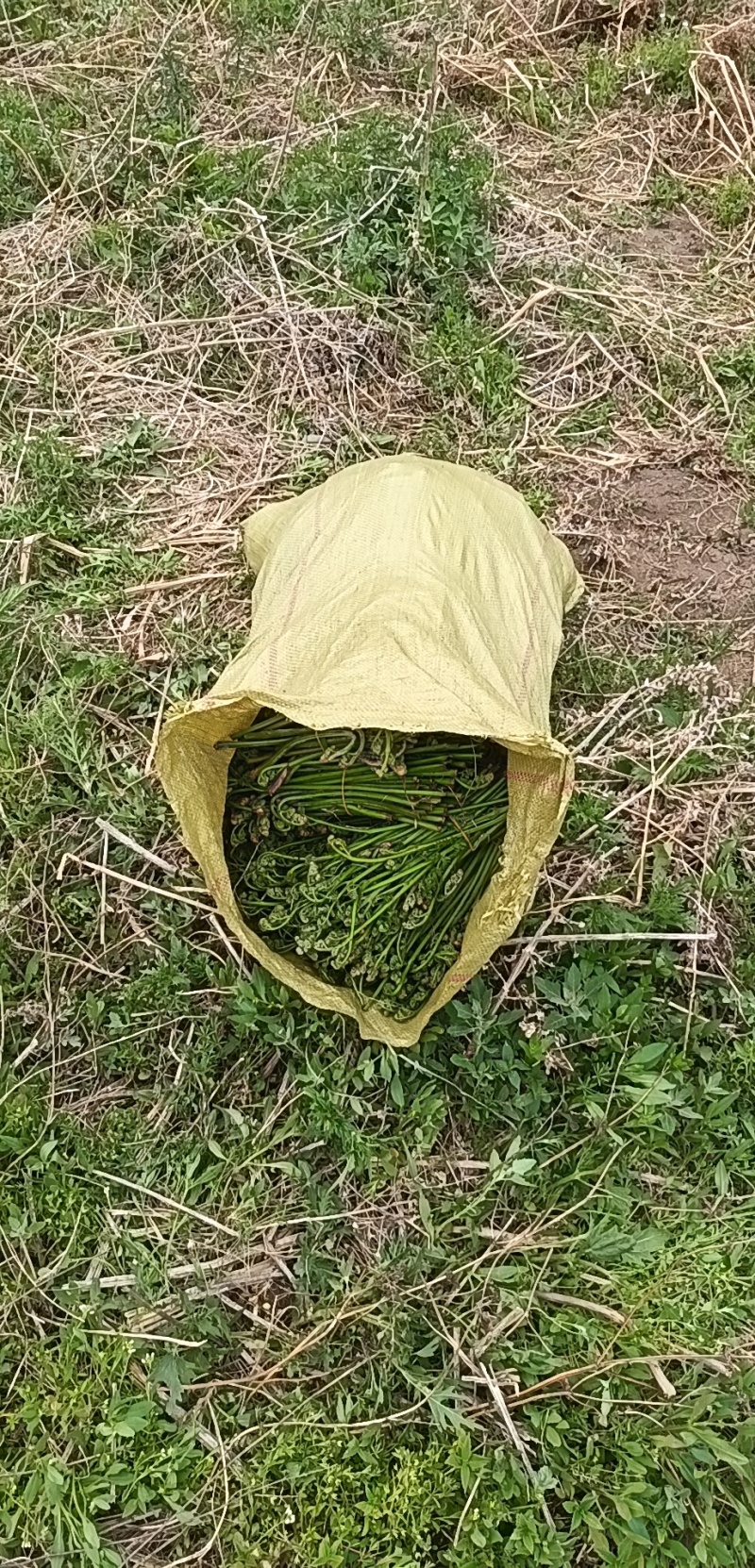 蕨菜