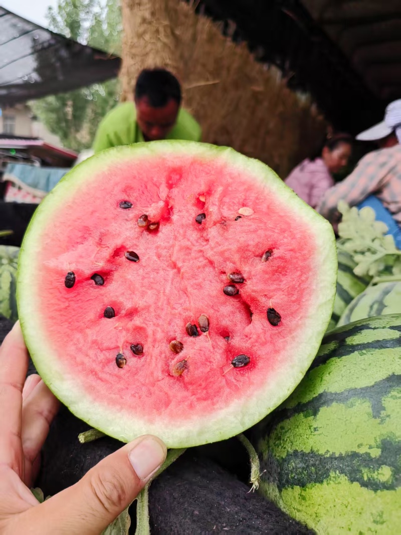 河南沙地有籽麒麟美都质量好价格便宜大红瓤小薄皮