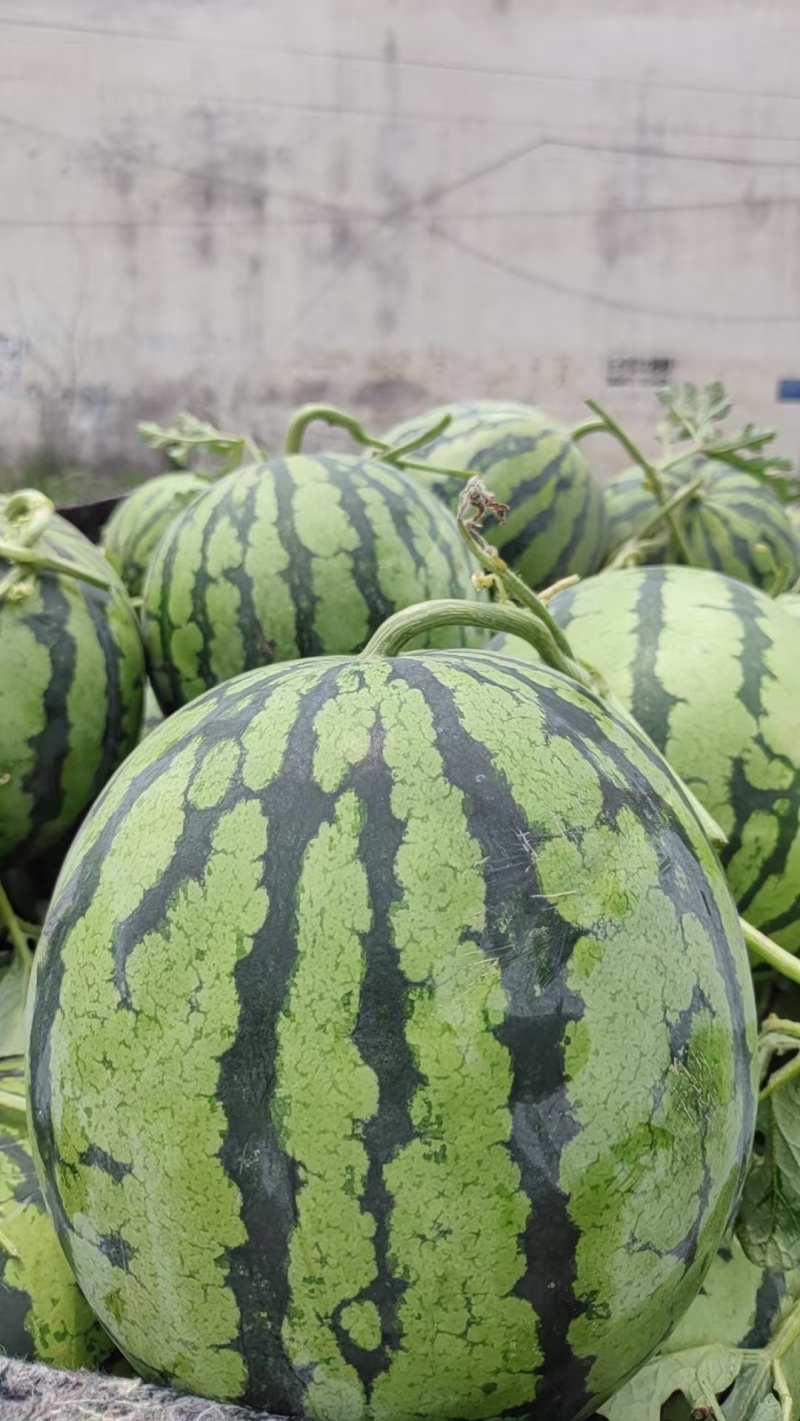河南沙地有籽麒麟美都质量好价格便宜大红瓤小薄皮