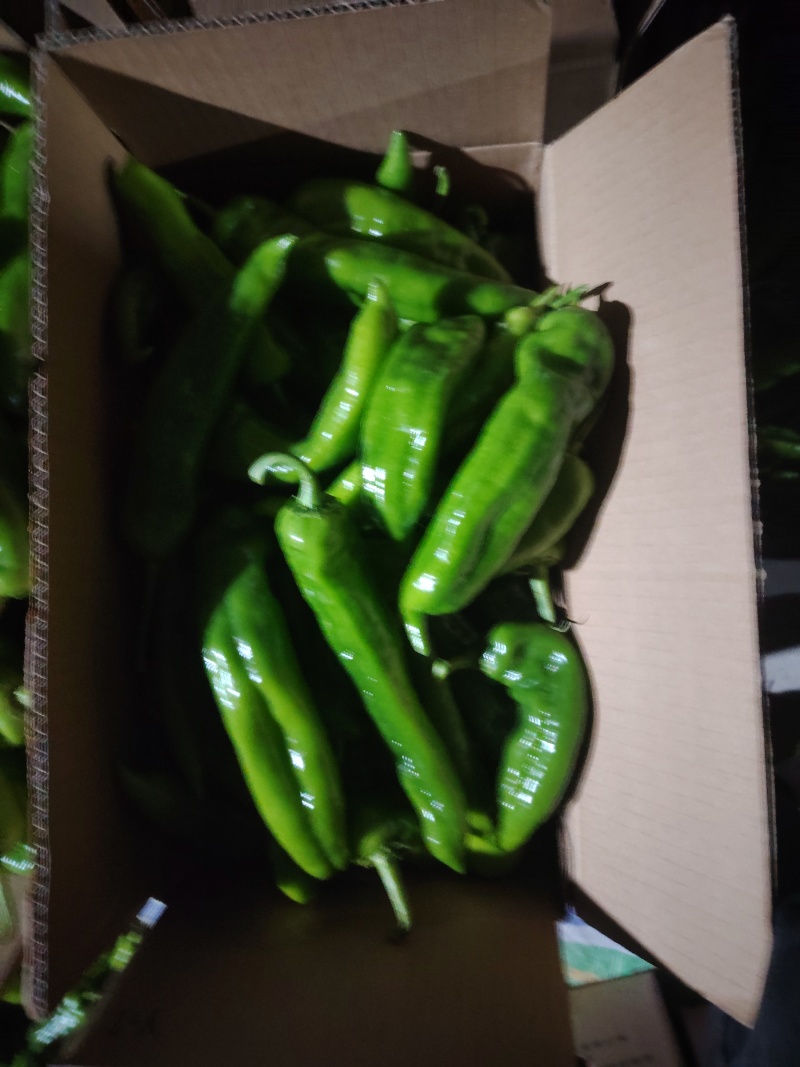 芜湖椒。301泡椒，湘研。8号线，黑线