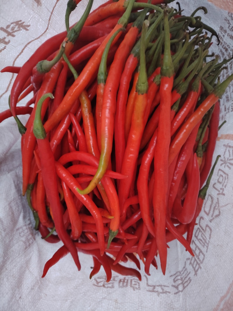 芜湖椒。301泡椒，湘研。8号线，黑线