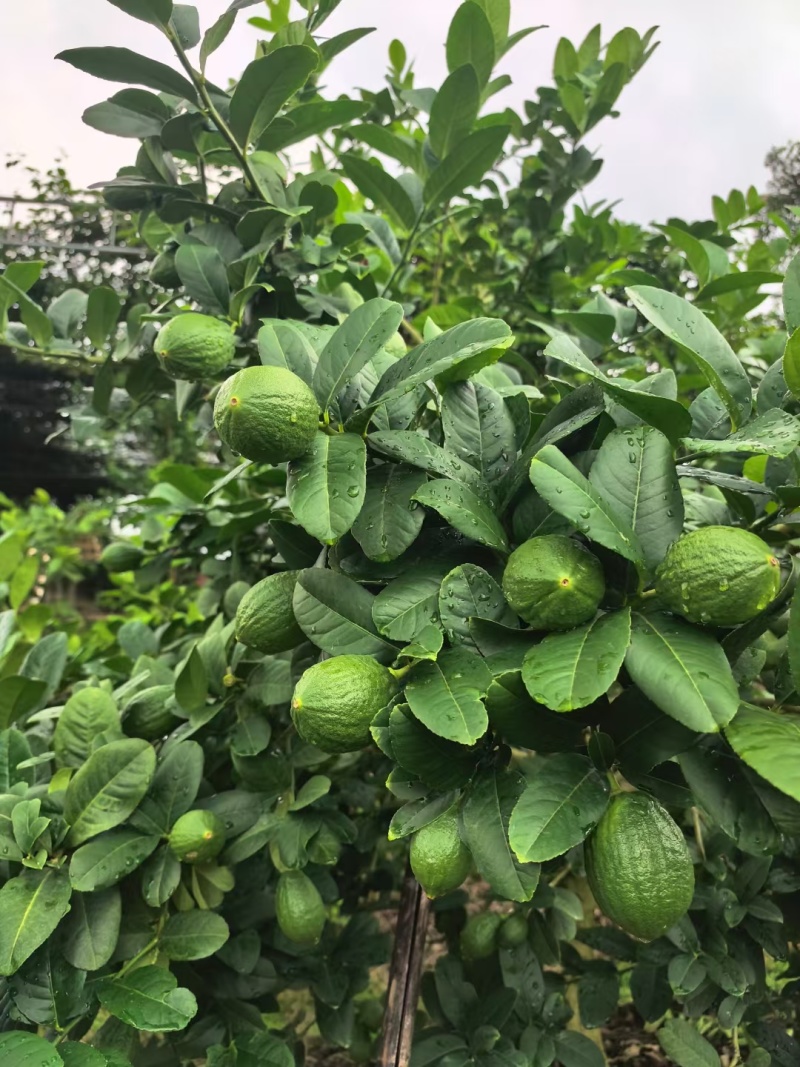 广东香水柠檬，四季香柠檬全年供应，香味浓