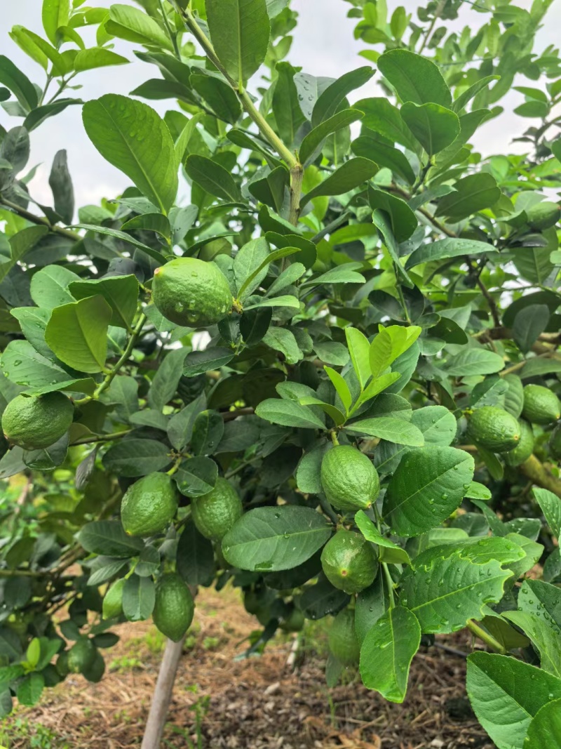 广东香水柠檬，四季香柠檬全年供应，香味浓