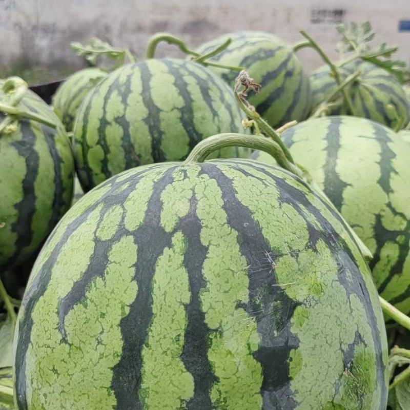 河南沙地有籽麒麟美都质量好价格便宜大红瓤小薄皮