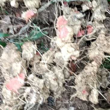 野生金刚藤