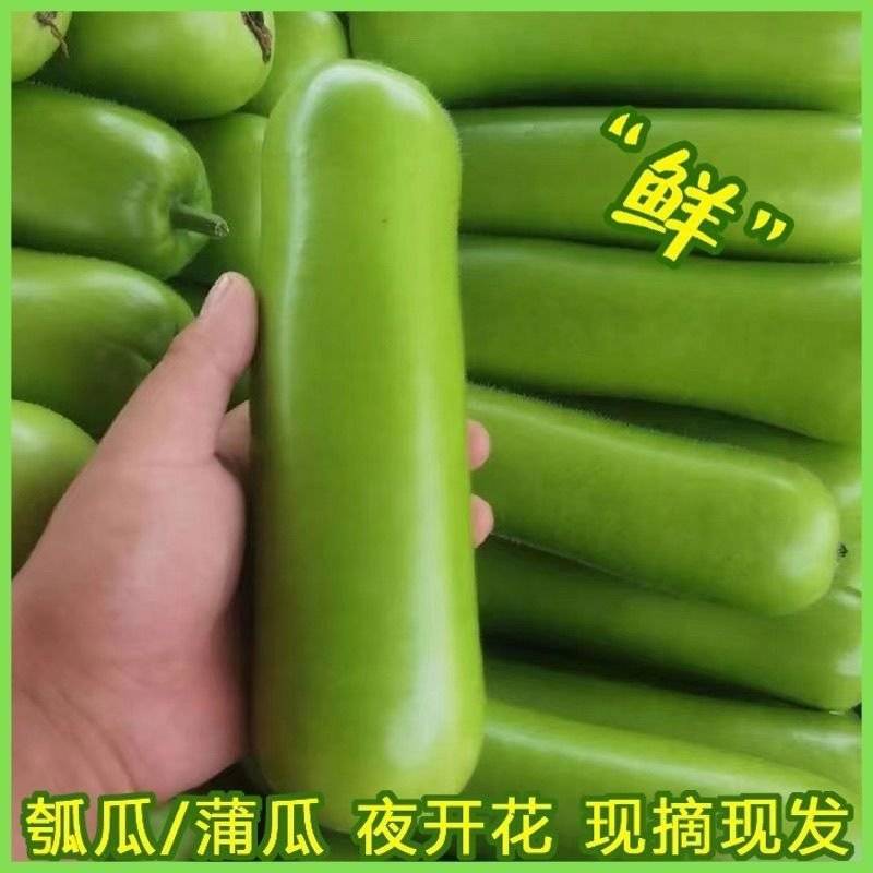 精品瓠瓜