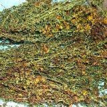 贯叶连翘