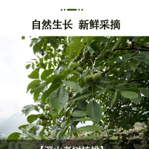 大凉山青皮核桃手摘果电商货个大品相好，代发代办