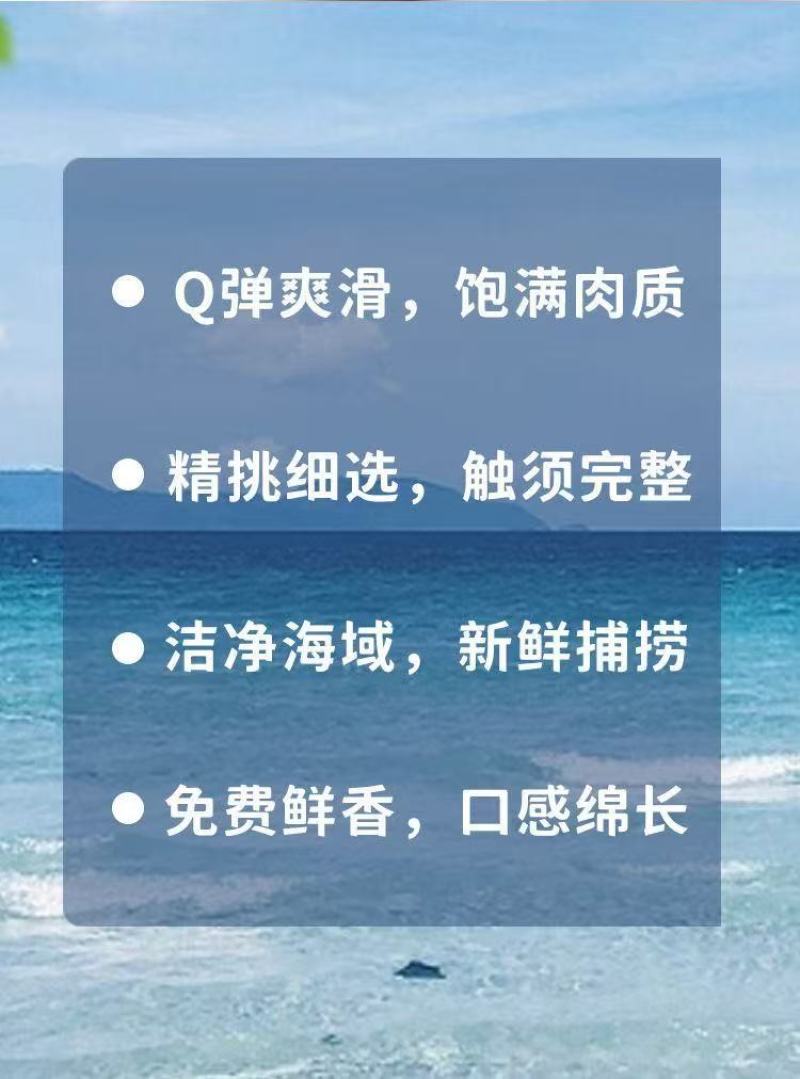 鱿鱼须5斤包邮