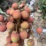 代收黑叶茘枝