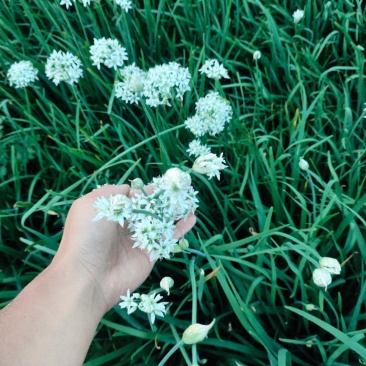 ***绿色农产品韭菜花。