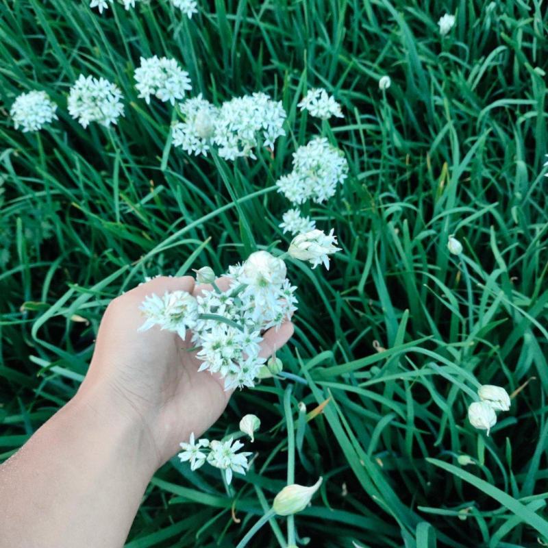 ***绿色农产品韭菜花。