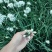 ***绿色农产品韭菜花。