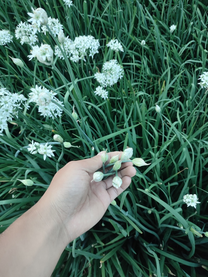***绿色农产品韭菜花。