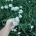 ***绿色农产品韭菜花。