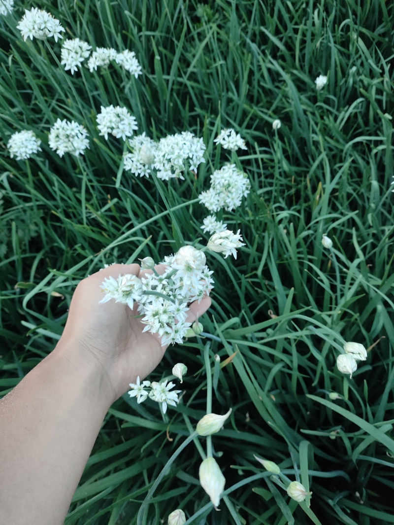 ***绿色农产品韭菜花。