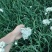 ***绿色农产品韭菜花。