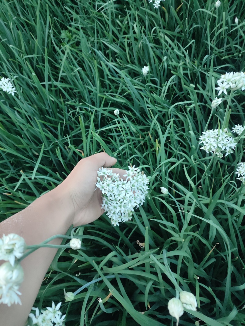 ***绿色农产品韭菜花。