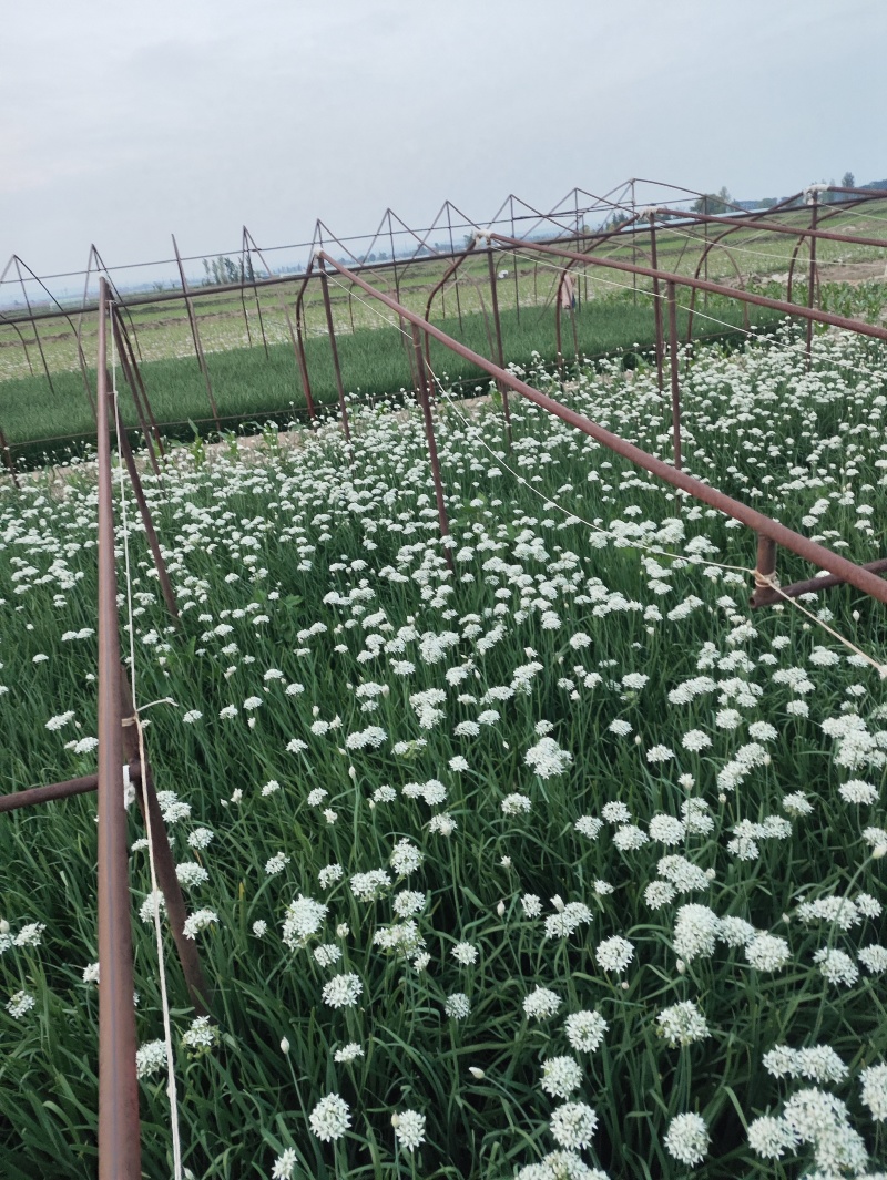 ***绿色农产品韭菜花。