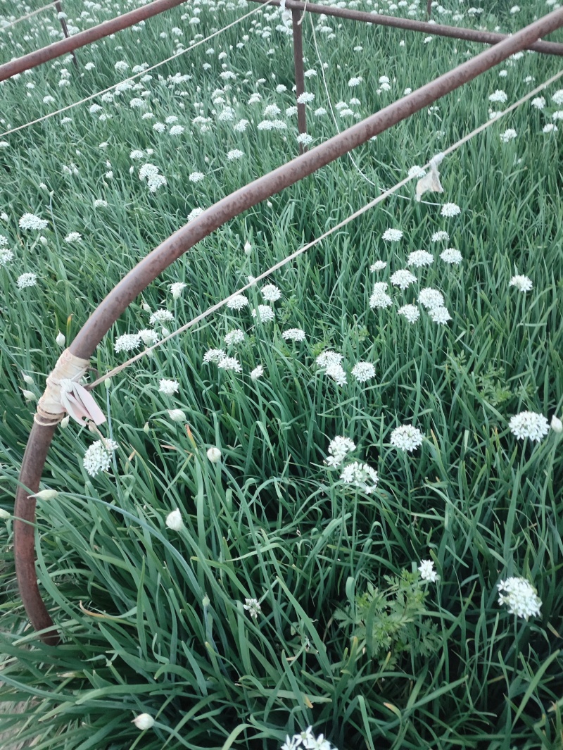 ***绿色农产品韭菜花。