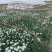***绿色农产品韭菜花。