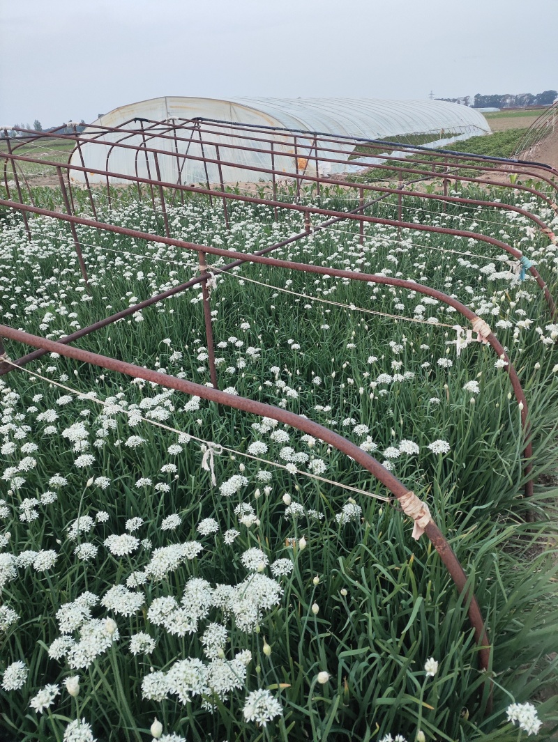 ***绿色农产品韭菜花。