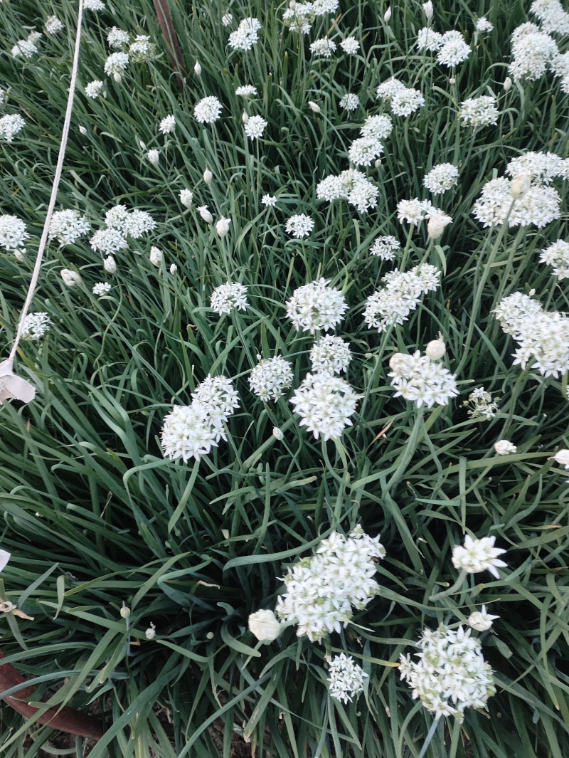 ***绿色农产品韭菜花。