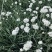 ***绿色农产品韭菜花。