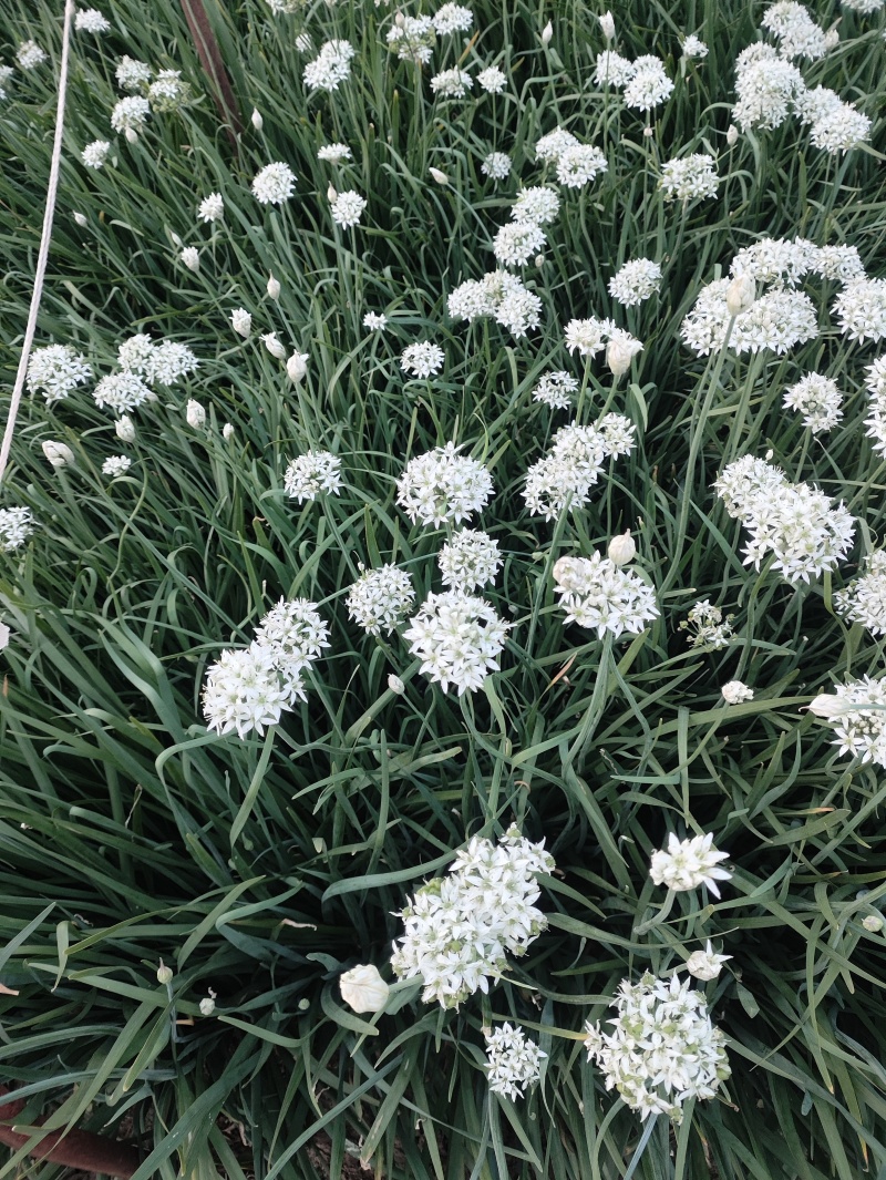 ***绿色农产品韭菜花。