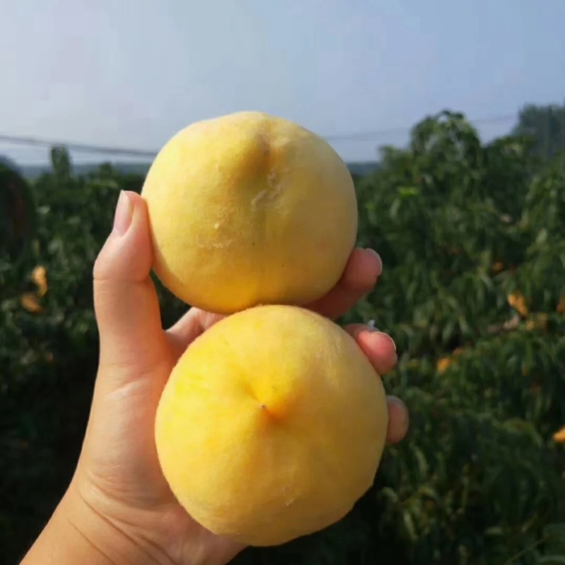 《一件代发》蒙阴黄毛桃/产地大量现货供应/现摘现发/全国发货