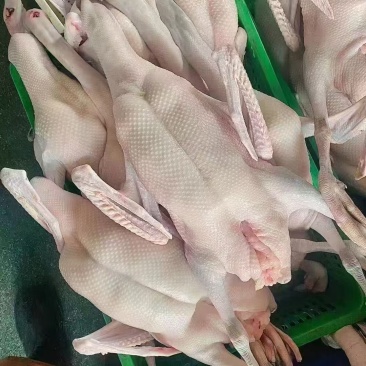 生鲜食品光鹅