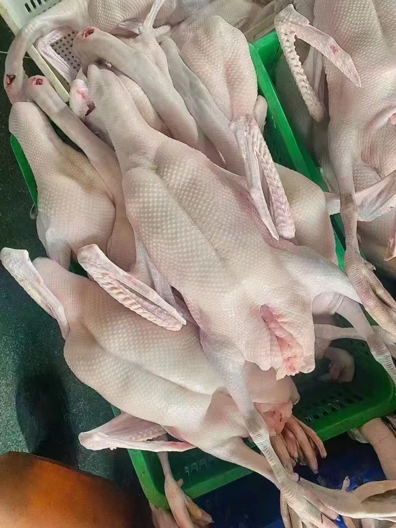 生鲜食品光鹅
