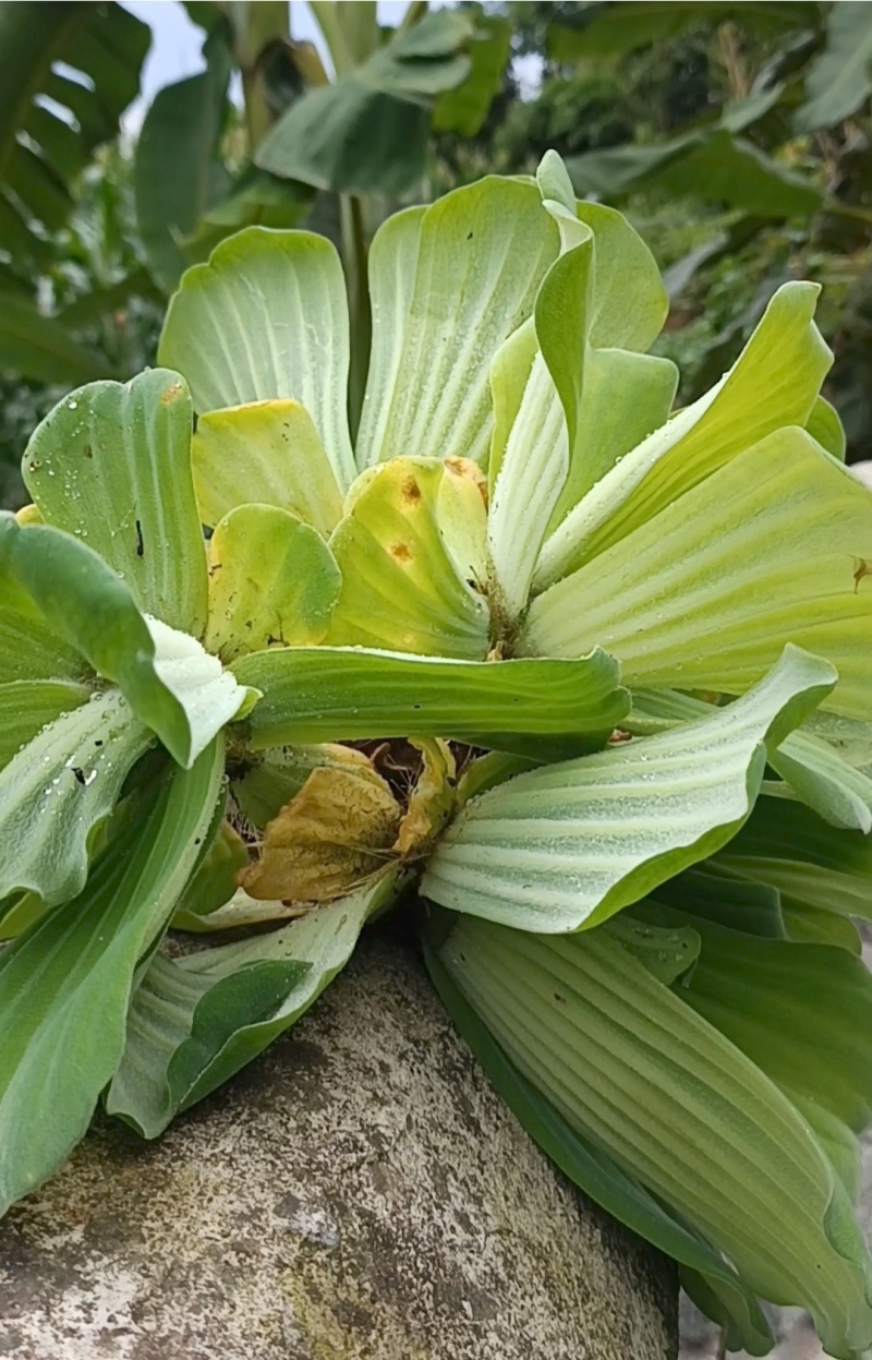 水芙蓉《水生植物鱼缸养虾造景水塘培景净化水质》