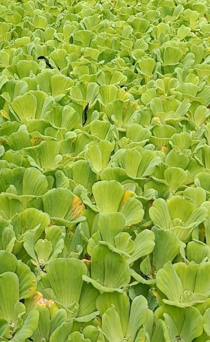 水芙蓉《水生植物鱼缸养虾造景水塘培景净化水质》