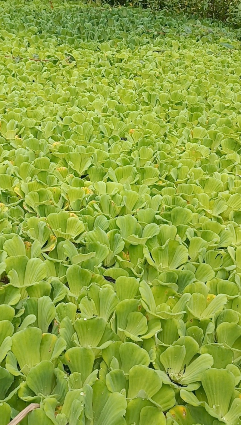 水芙蓉《水生植物鱼缸养虾造景水塘培景净化水质》