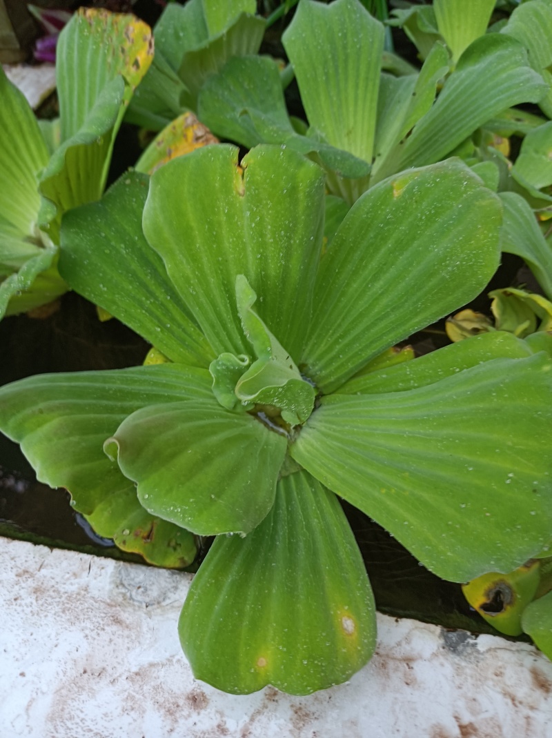 水芙蓉《水生植物鱼缸养虾造景水塘培景净化水质》