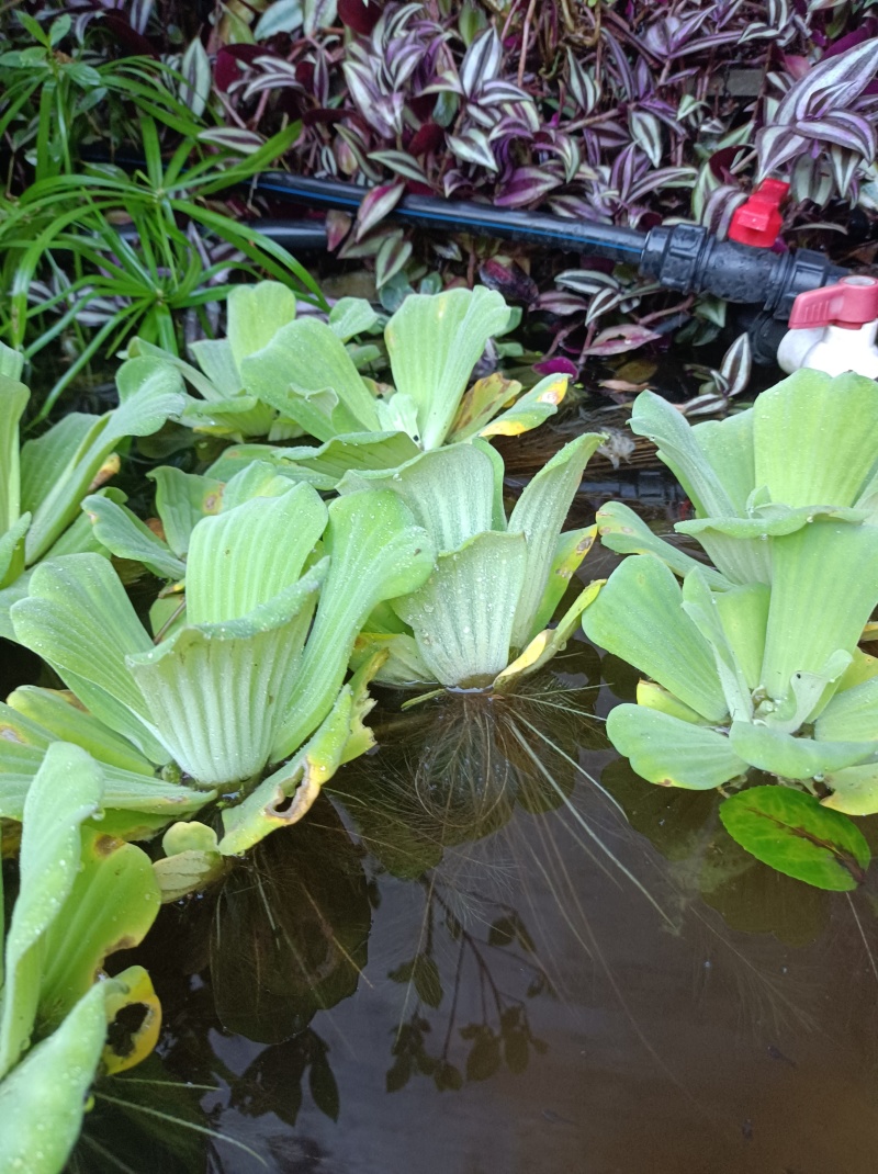 水芙蓉《水生植物鱼缸养虾造景水塘培景净化水质》