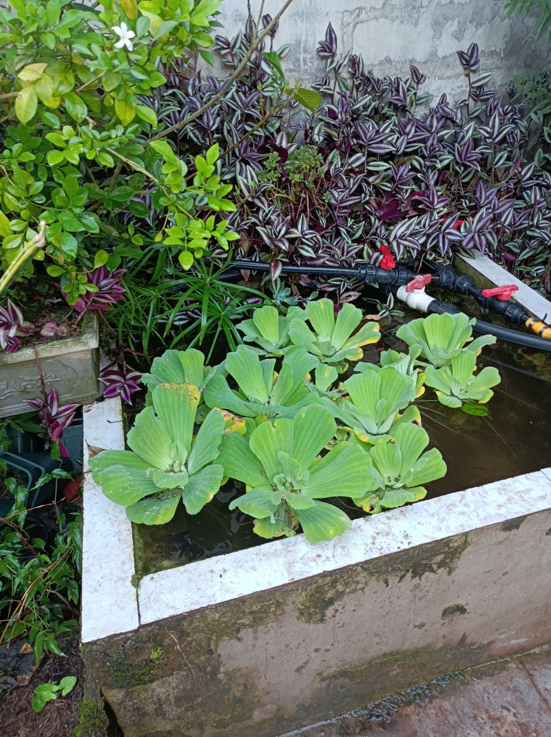水芙蓉《水生植物鱼缸养虾造景水塘培景净化水质》