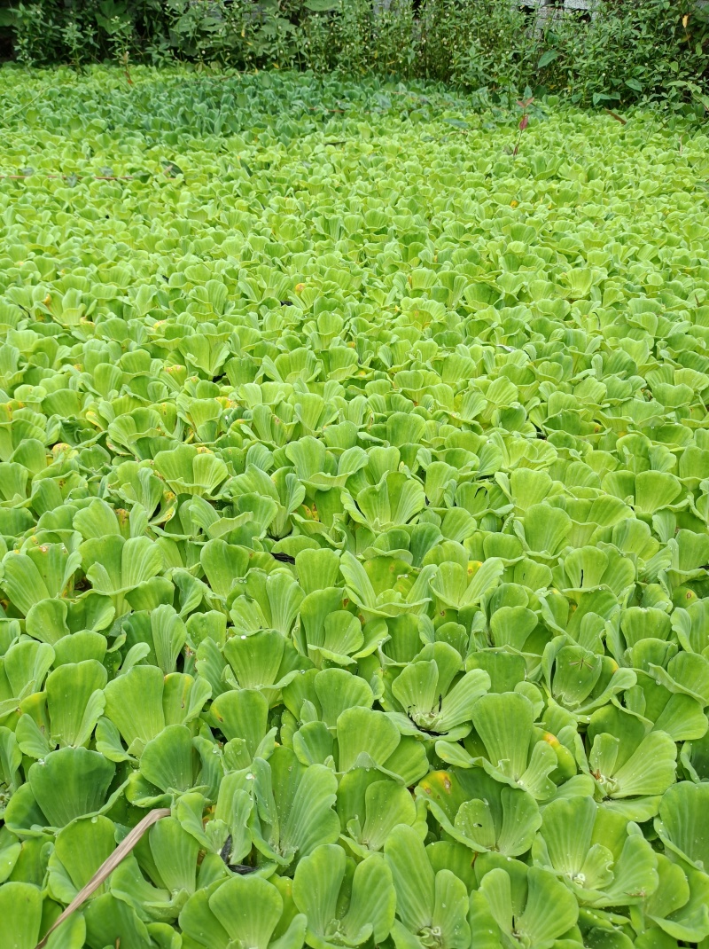 水芙蓉《水生植物鱼缸养虾造景水塘培景净化水质》