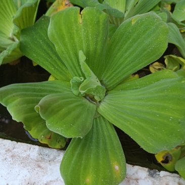 水芙蓉《水生植物鱼缸养虾造景水塘培景净化水质》