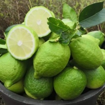 广东湛江香水柠檬无籽批发新鲜奶茶店专用新鲜柠檬青柠薄皮