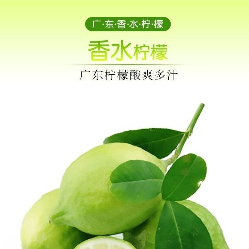 广东湛江香水柠檬无籽批发新鲜奶茶店专用新鲜柠檬青柠薄皮