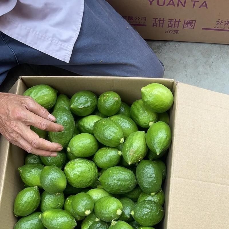 广东湛江香水柠檬无籽批发新鲜奶茶店专用新鲜柠檬青柠薄皮
